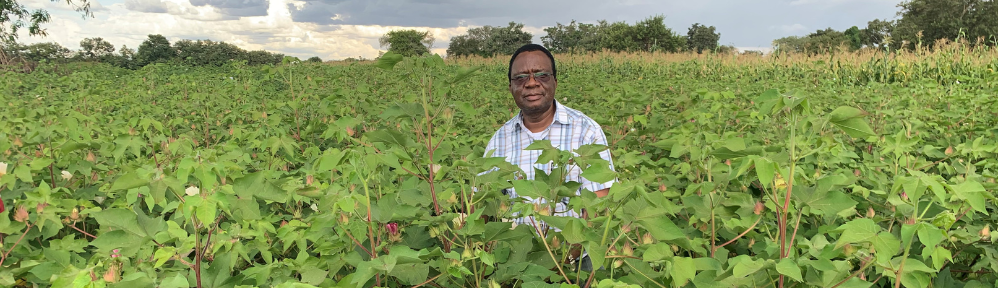 a farmer on an Alliance Ginneries cotton field