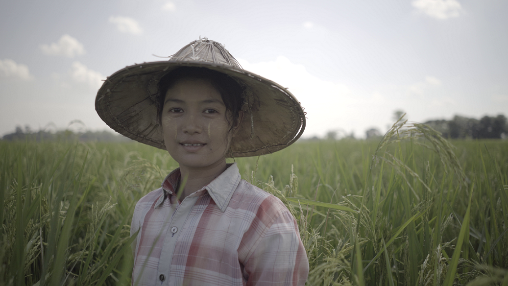 female rice farmer, Myanmar