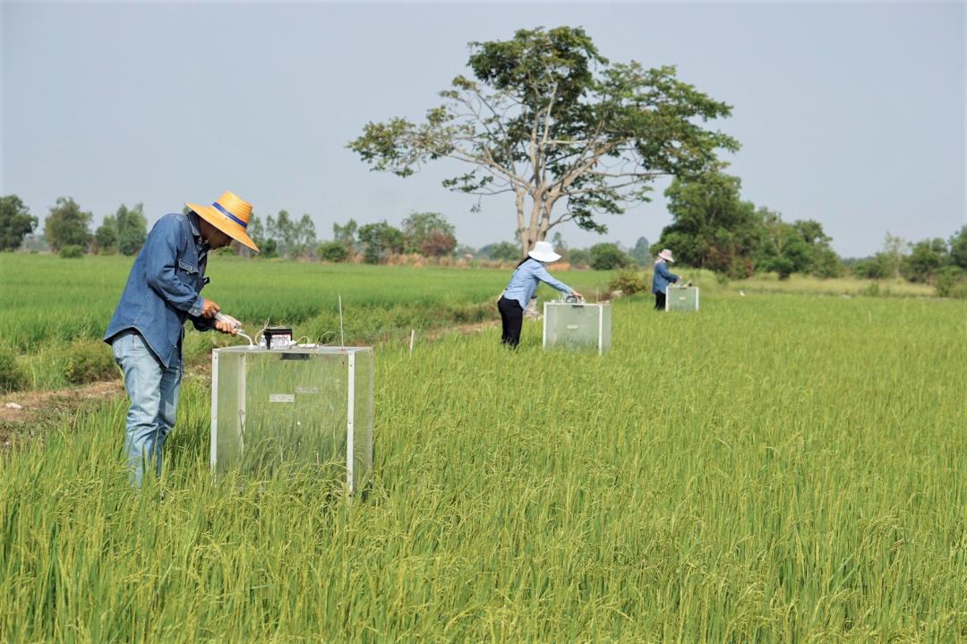 Measurement, Reporting and Verification for Rice GHG Emissions 