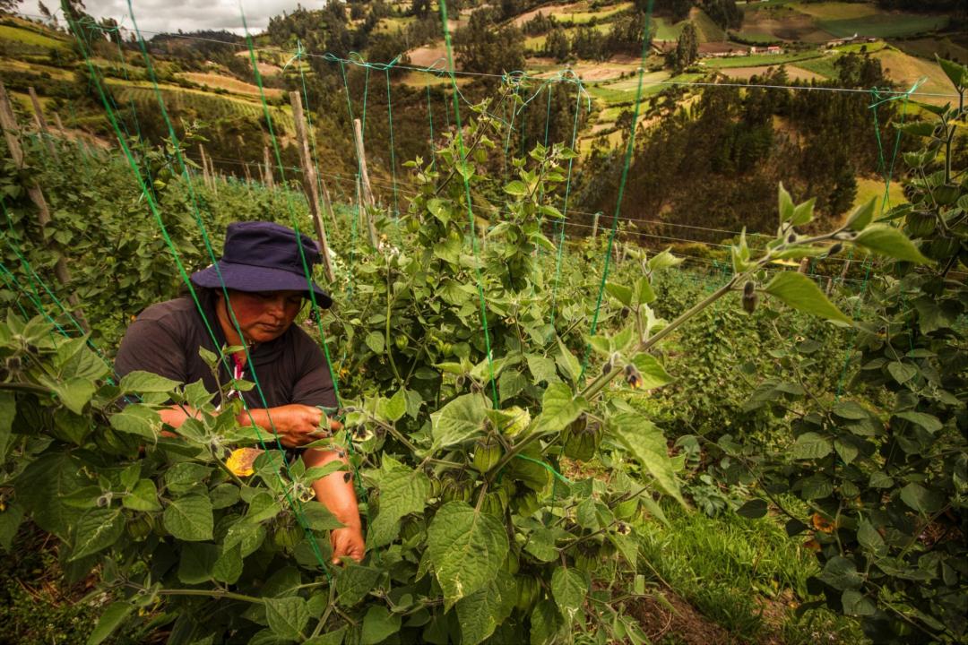 Woman harvesting physalis in Colombia