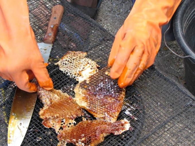 Traditionally, farmers use a straining method to extract the honey. Photo credit: Kopernik