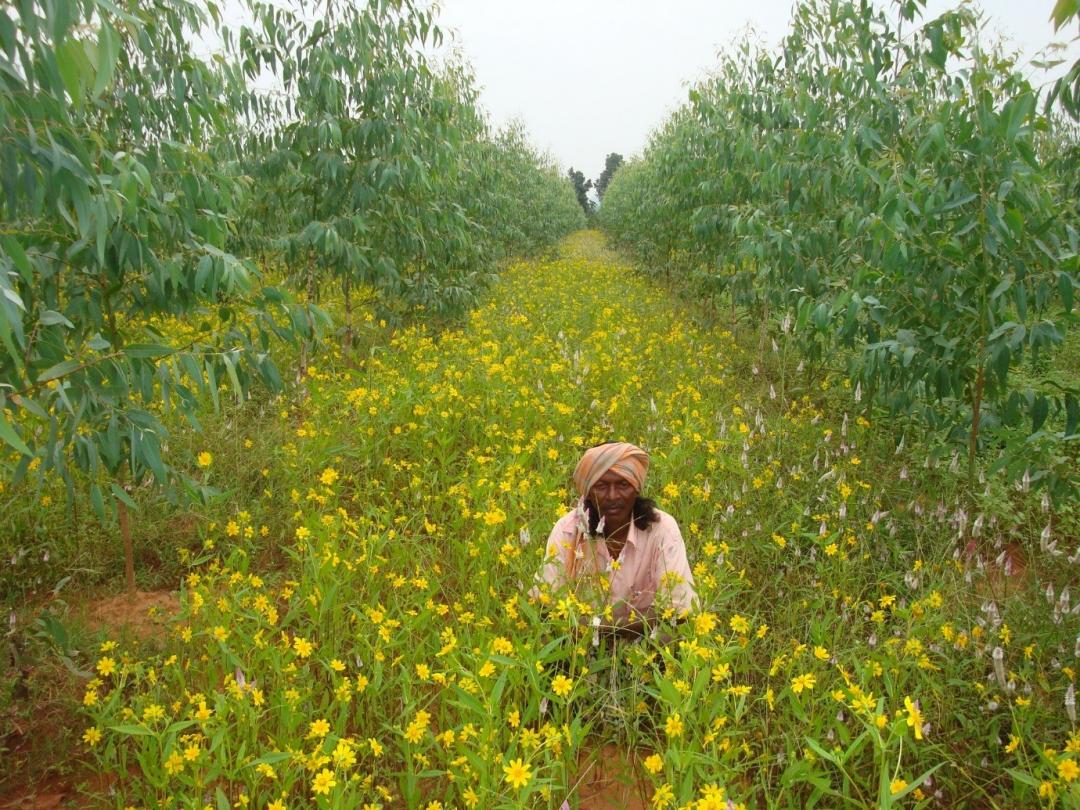 A farmer in his trees planted to supply BILT