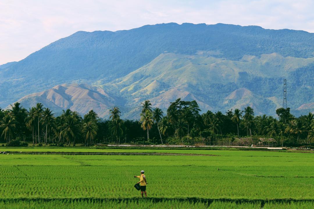A rice field