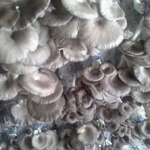 BlueImpact1_mushrooms