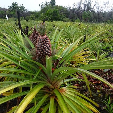 Local pineapple variety growing in the field