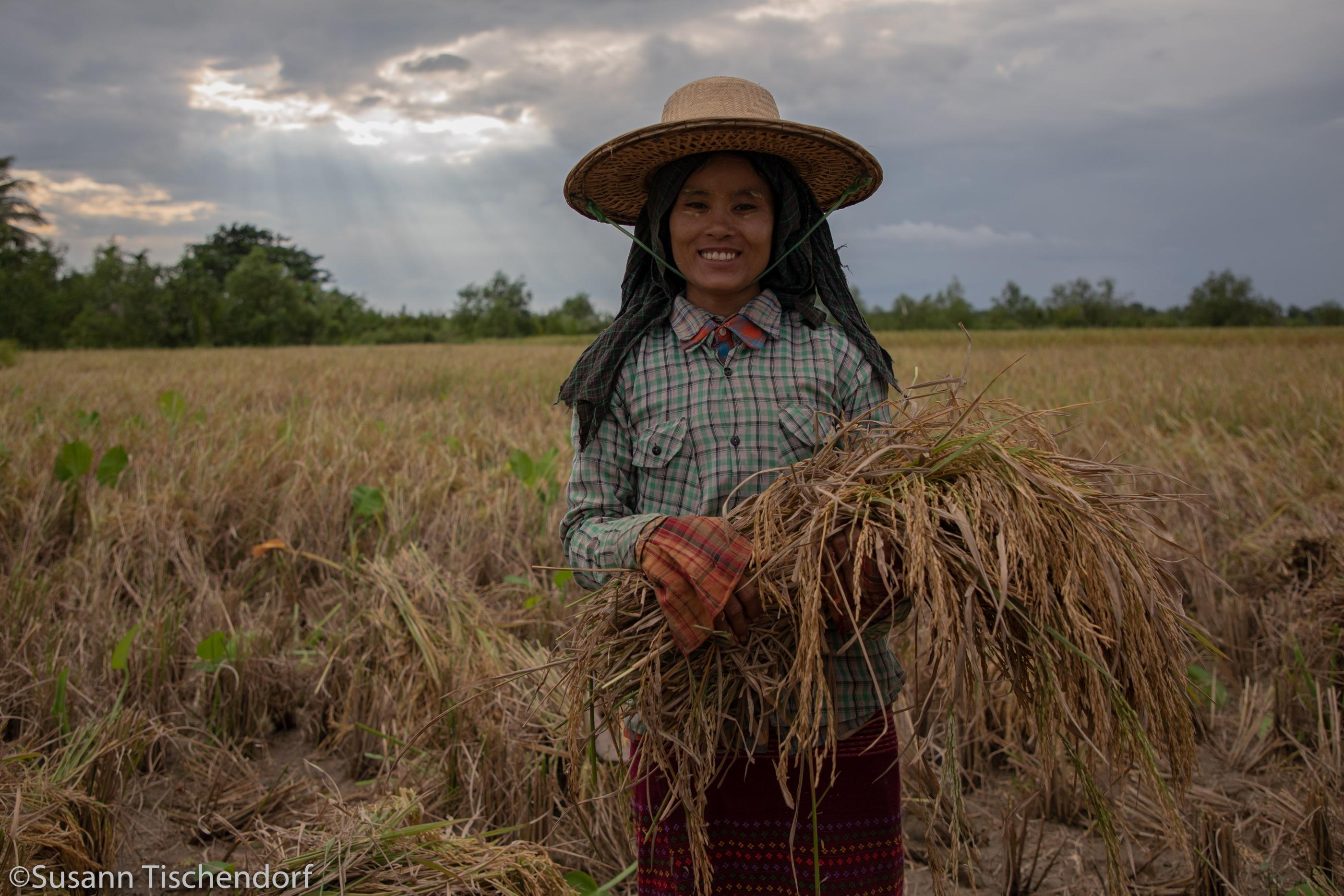 Myanmar Rice Farmer © Susann Tischendorf