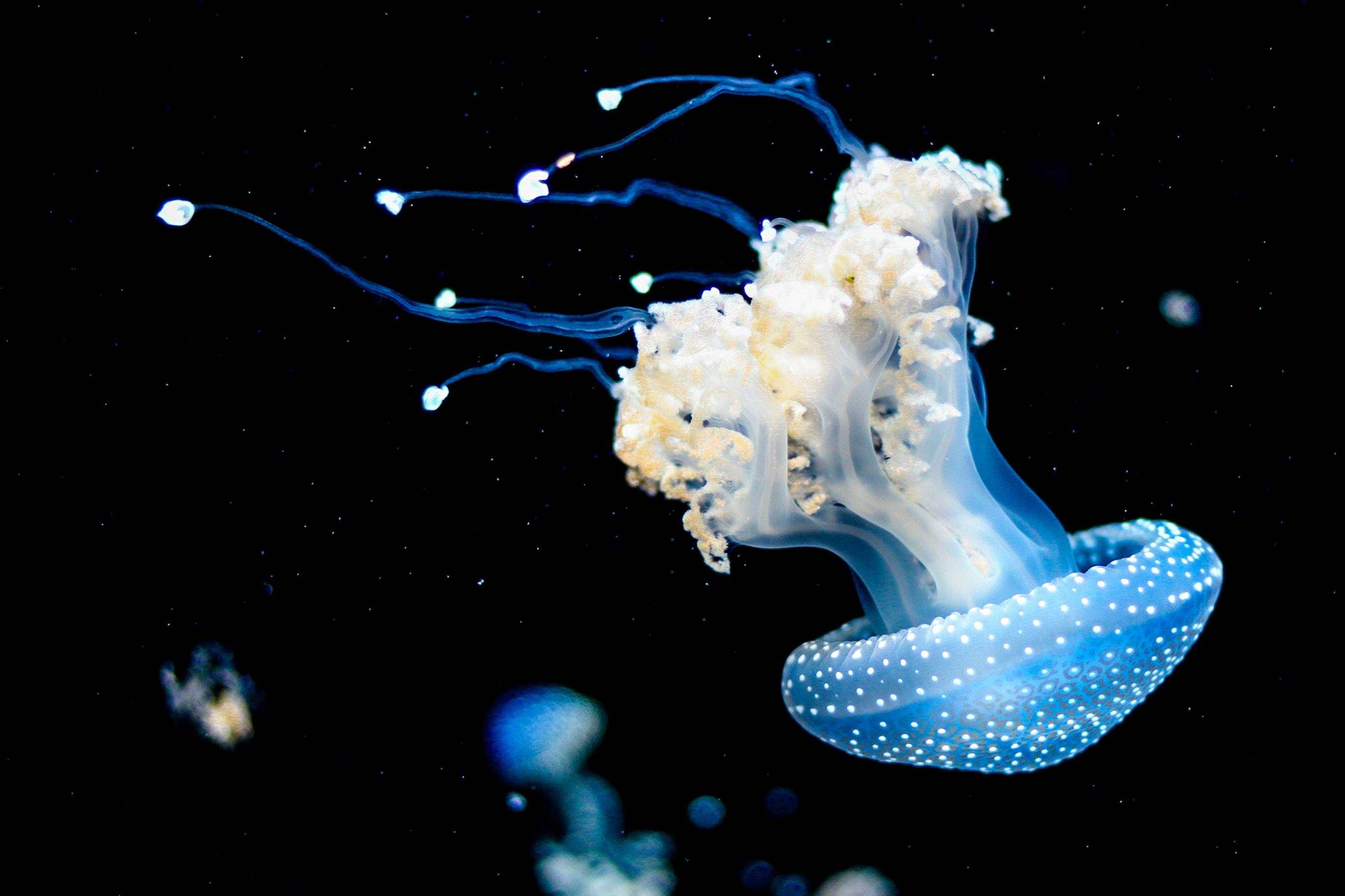  Jellyfish swimming in the ocean