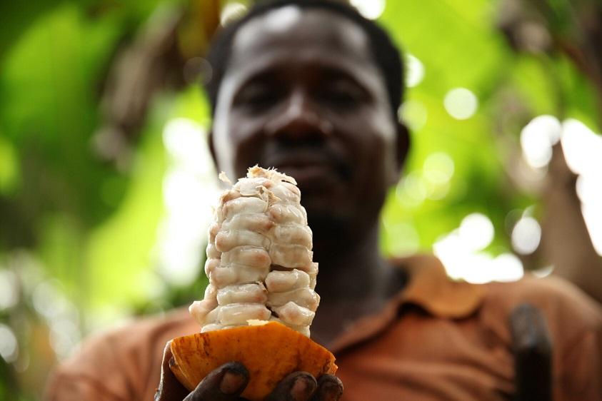 African man holding cocoa pod
