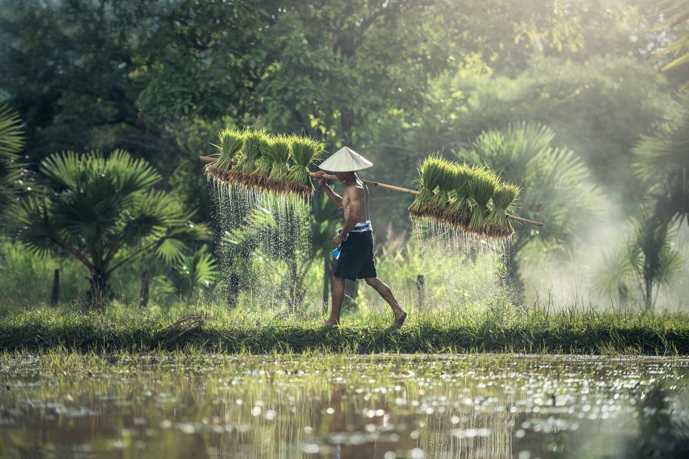 Man harvesting rice