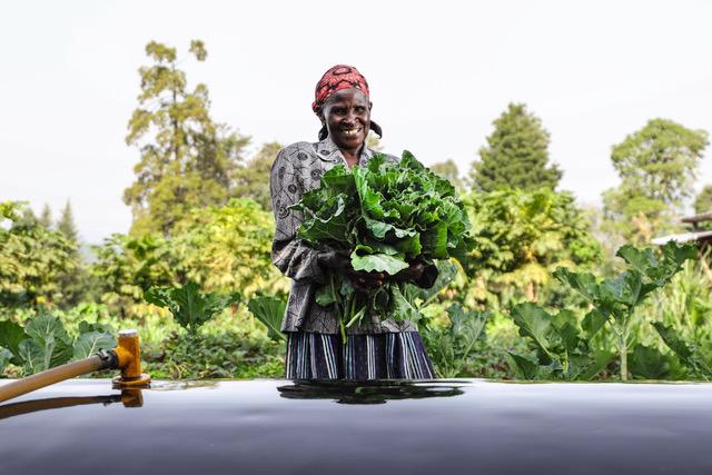 Woman harvesting lettuce