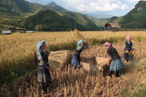 ed-hedley-vietnam-rice-harvest-in-yen-bai-province