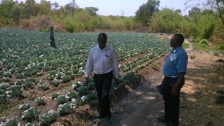 Fresh Fruit and Vegetable Supply Value Chain in Zambia